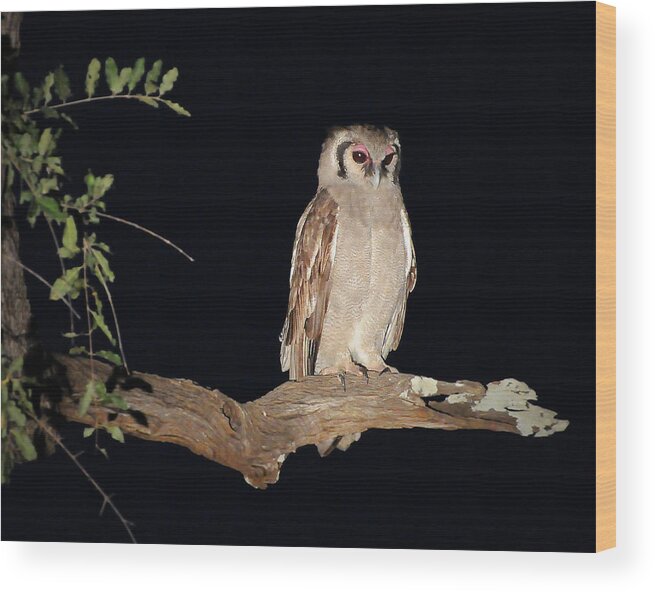 Giant Wood Print featuring the photograph Giant Eagle Owl by Ted Keller