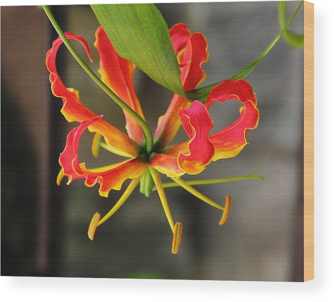 Flower Wood Print featuring the photograph Gloriosa Lily by Allen Nice-Webb