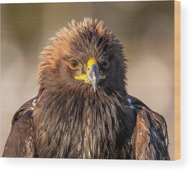 Golden Eagle Wood Print featuring the photograph Golden Eagle Portrait by Carl Olsen