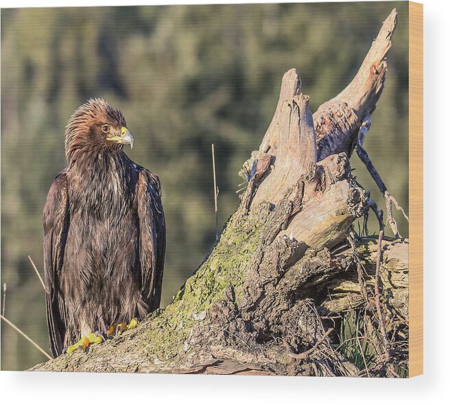 Golden Eagle Wood Print featuring the photograph Golden Moment by Carl Olsen