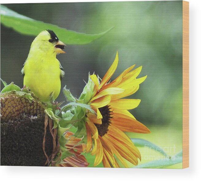 Bird Wood Print featuring the photograph Goldfinch 28 by Lizi Beard-Ward