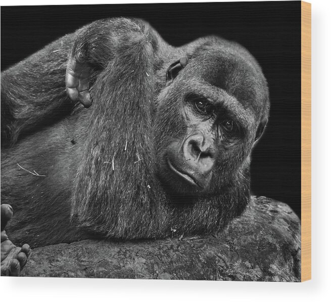 Gorilla Wood Print featuring the photograph Gorilla by Jaime Mercado
