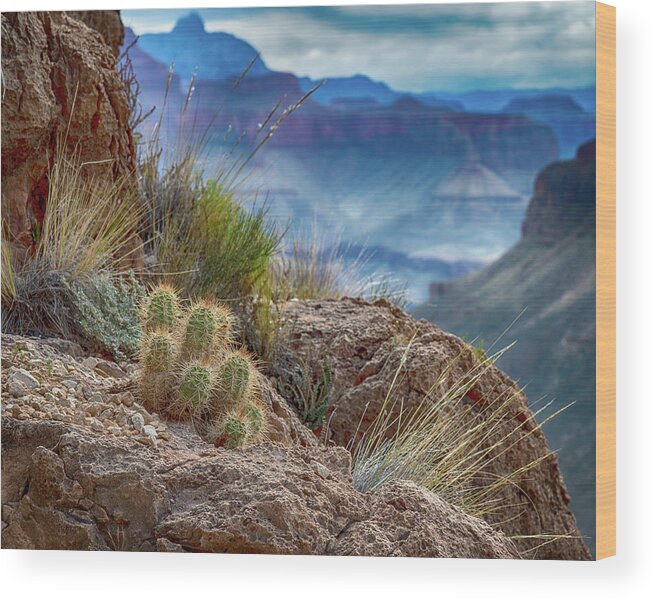 Cactus Wood Print featuring the photograph Grand Canyon Cactus by Phil Abrams