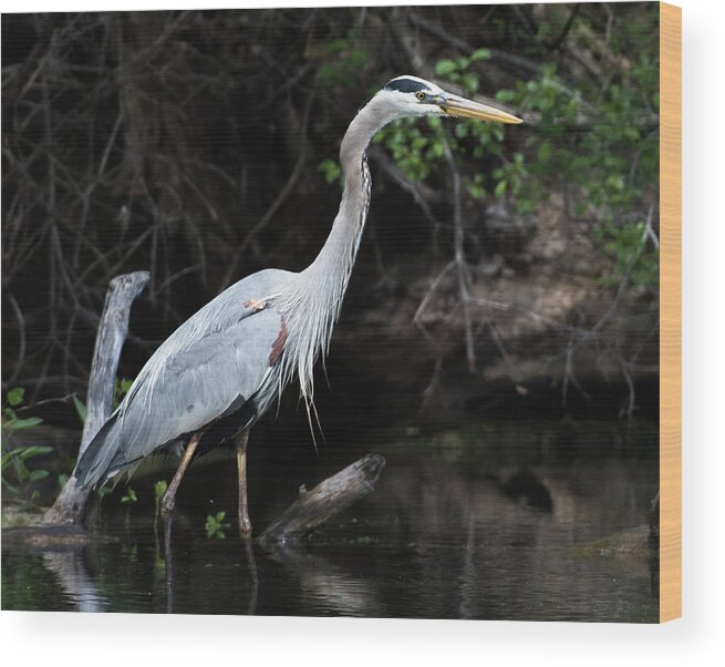 Wading Wood Print featuring the photograph Great Blue Heron by Michael Hall