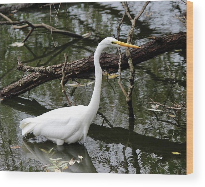 Ardea Alba Wood Print featuring the photograph Great Egret by David Pickett