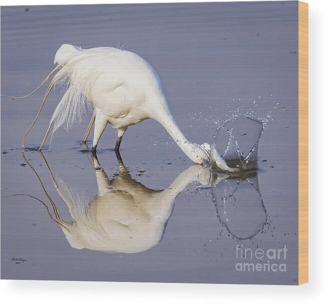 Egrets Wood Print featuring the photograph Great Egret Dipping For Food by DB Hayes