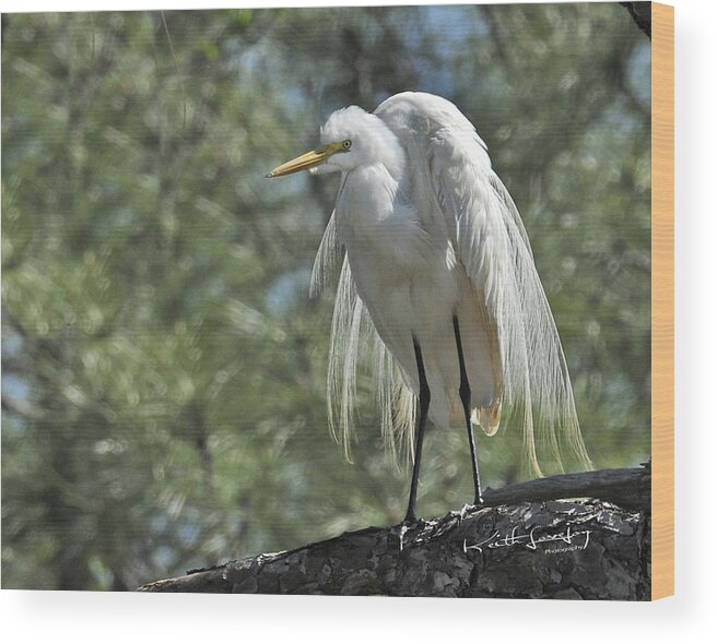 Great Egret Wood Print featuring the photograph Great Egret II by Keith Lovejoy
