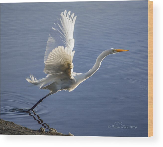 Nature Wood Print featuring the photograph Great Egret Taking Flight by Brian Tada