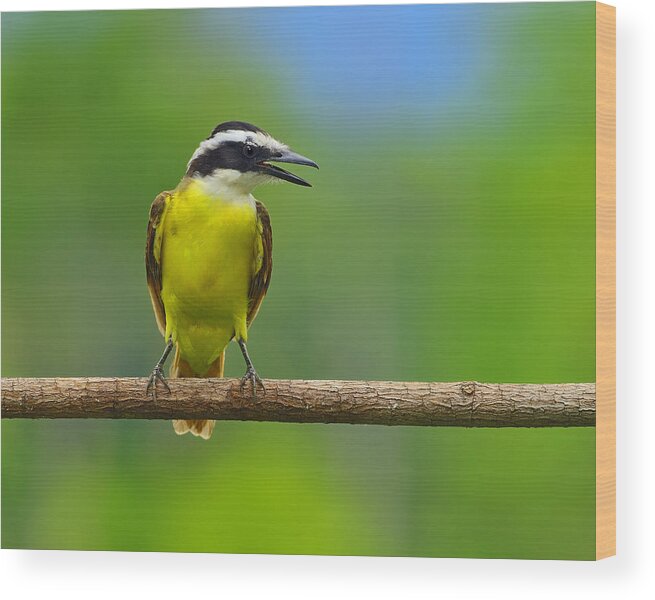 Great Kiskadee Wood Print featuring the photograph Great Kiskadee by Tony Beck