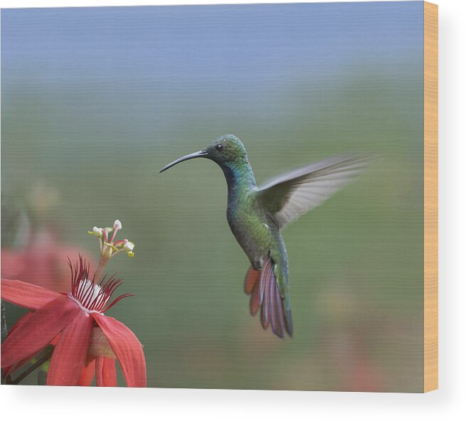 00176926 Wood Print featuring the photograph Green Breasted Mango Hummingbird Male by Tim Fitzharris