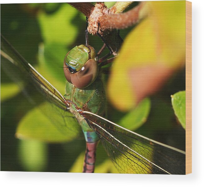 Dragonfly Wood Print featuring the photograph Green Darner Close Up by William Selander