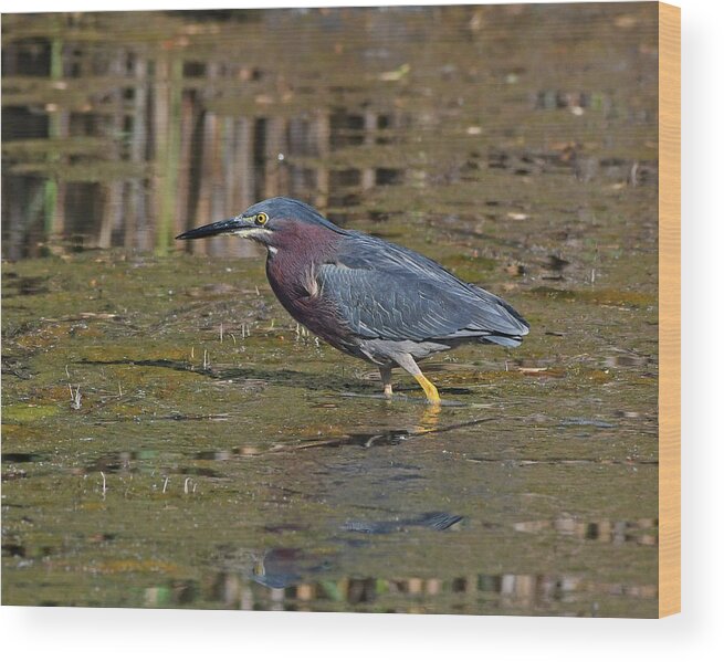 Green Heron Wood Print featuring the photograph Green Heron by Ken Stampfer