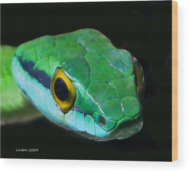 Green Parrot Snake Wood Print featuring the photograph Green Parrot Snake by Larry Linton
