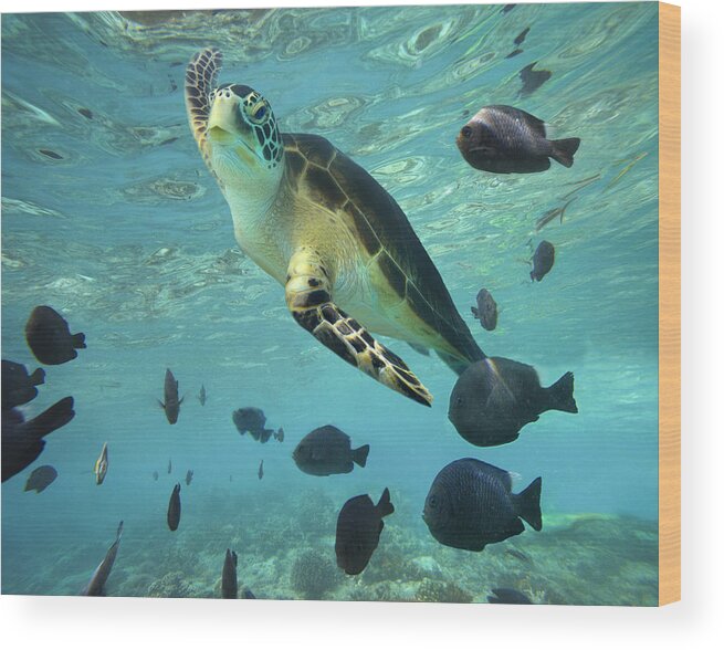 00451420 Wood Print featuring the photograph Green Sea Turtle Balicasag Island by Tim Fitzharris