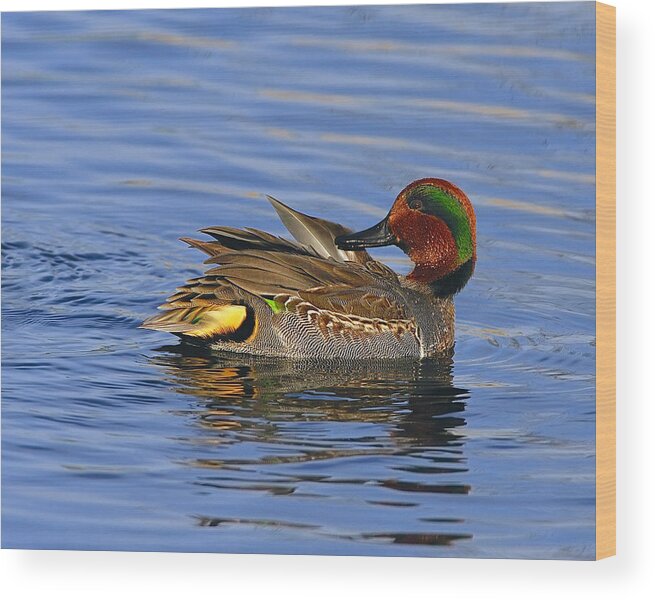Green-winged Teal Wood Print featuring the photograph Green-winged Teal by Tony Beck