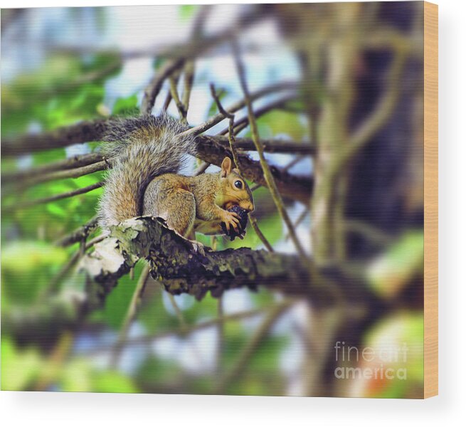 Squirrel Wood Print featuring the photograph Grey Squirrel Gathering Food by Kerri Farley