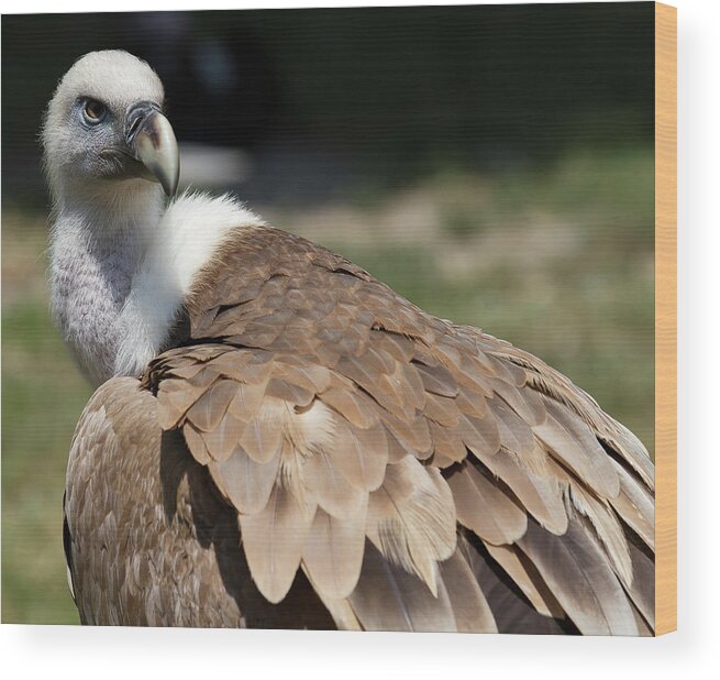 Griffon Vulture Wood Print featuring the photograph Griffon Vulture by D Plinth
