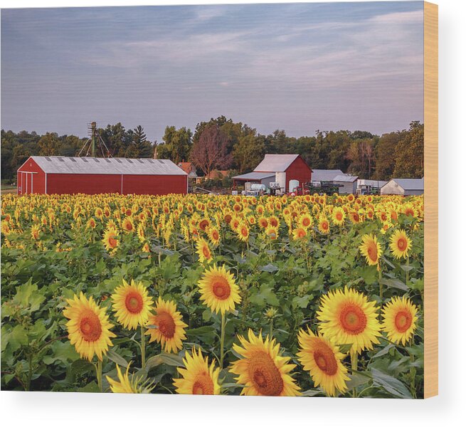 Sunflower Wood Print featuring the photograph Grinter Farm by Kevin Anderson