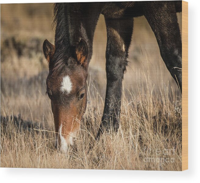 Wild Horse Wood Print featuring the photograph Growing Up by Sally E Wright