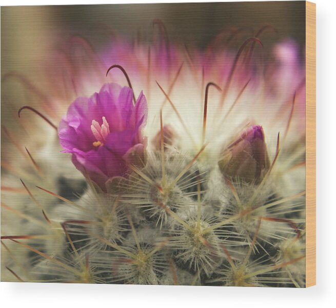 Cactus Wood Print featuring the photograph Handle with Care by Holly Ross