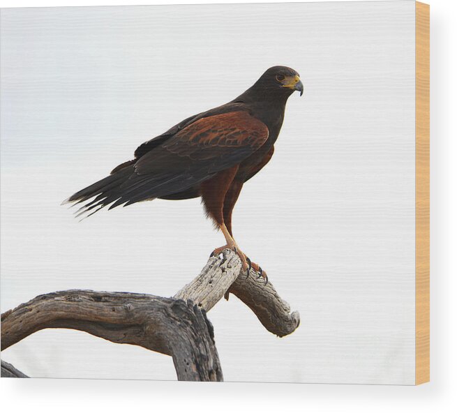 Denise Bruchman Wood Print featuring the photograph Harris' Hawk Surveying by Denise Bruchman