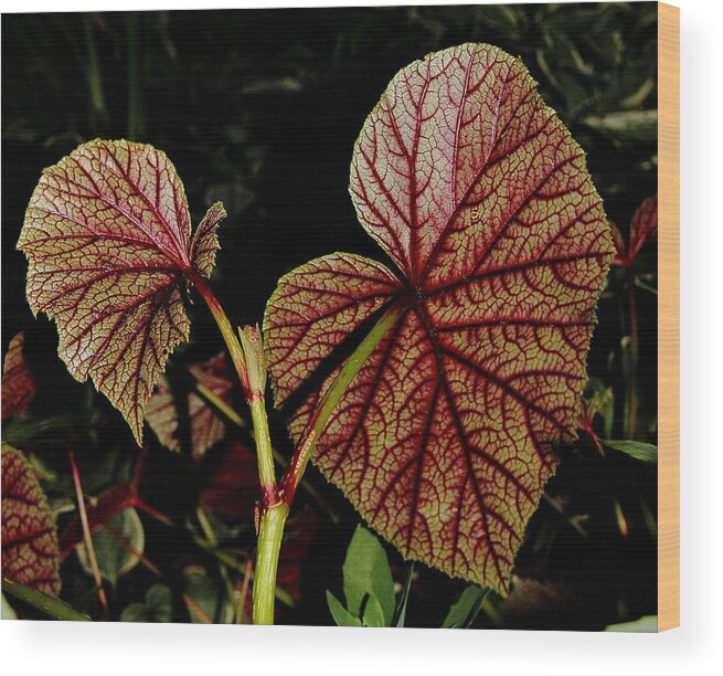 Begonia Wood Print featuring the photograph Hearty Begonia Backside by Allen Nice-Webb