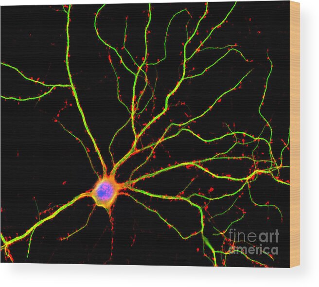 Science Wood Print featuring the photograph Hippocampal Neuron In Culture by Science Source