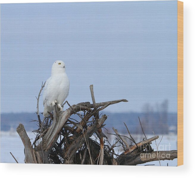 Snowy Owl Wood Print featuring the photograph His Highness by Heather King