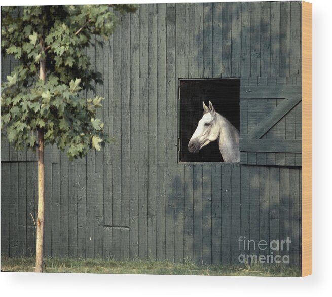 Horse Wood Print featuring the photograph Horse in Window by Marc Bittan