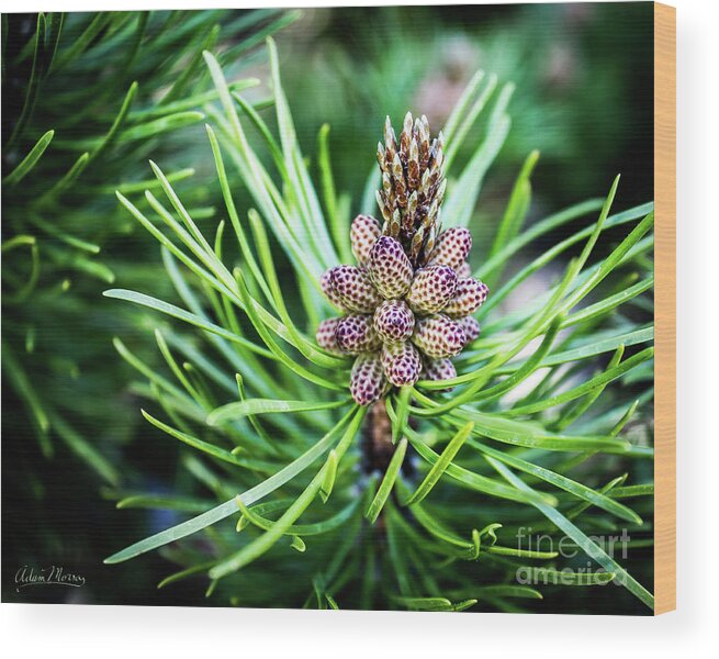 Flora Wood Print featuring the photograph Humble Beginnings by Adam Morsa