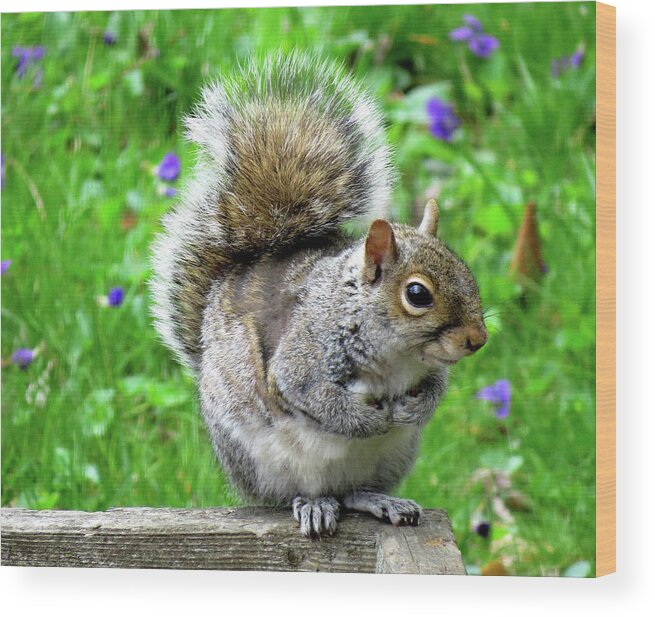 Eastern Grey Squirrels Wood Print featuring the photograph Humble Squirrel by Linda Stern