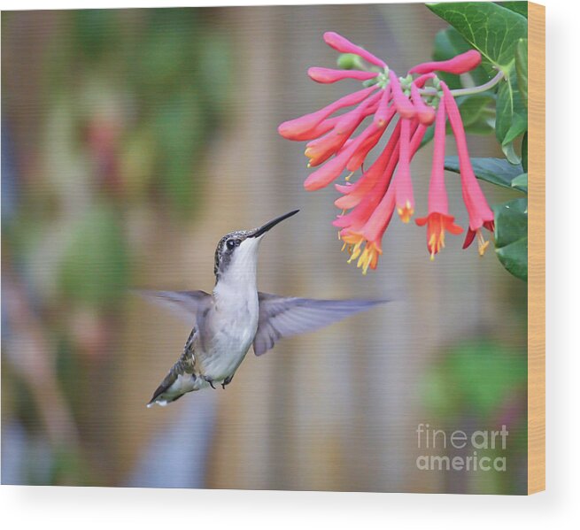 Hummingbird Wood Print featuring the photograph Hummingbird Happiness 2 by Kerri Farley
