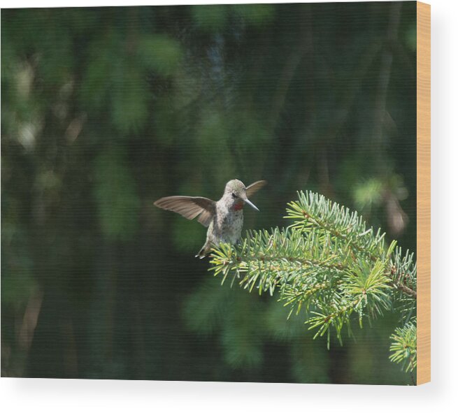 Hummingbird Wood Print featuring the photograph Happy Hummingbird - original by Marilyn Wilson