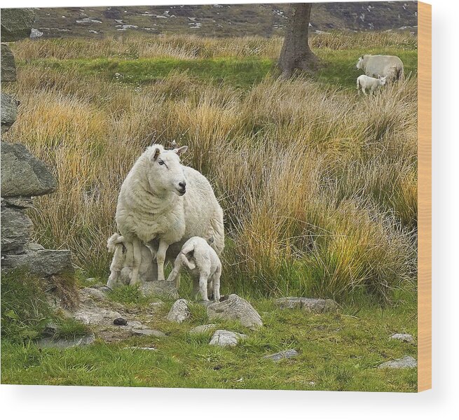 Sheep Wood Print featuring the digital art Hungry Lambs by Vicki Lea Eggen