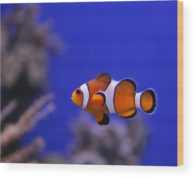 Nemo Wood Print featuring the photograph I Found Him by George Jones