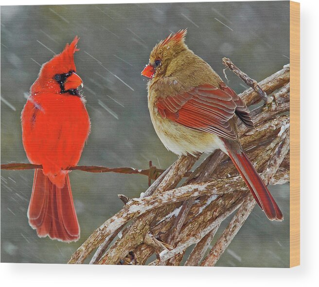 Wildlife Wood Print featuring the photograph I told you we should winter in Florida but noooo by Ron McGinnis