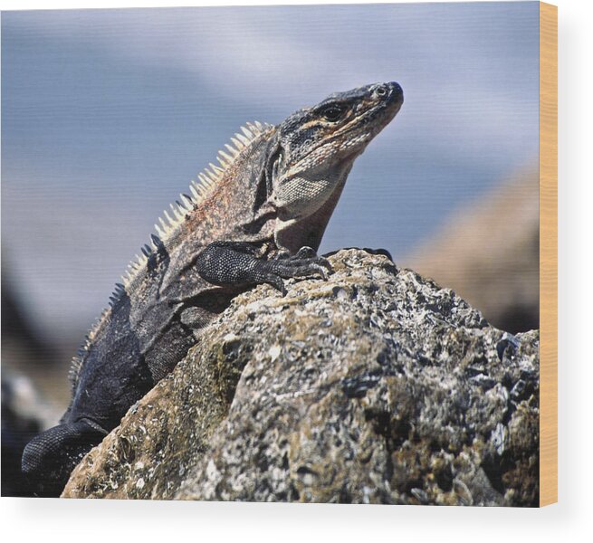 Iguana Wood Print featuring the photograph Iguana by Sally Weigand