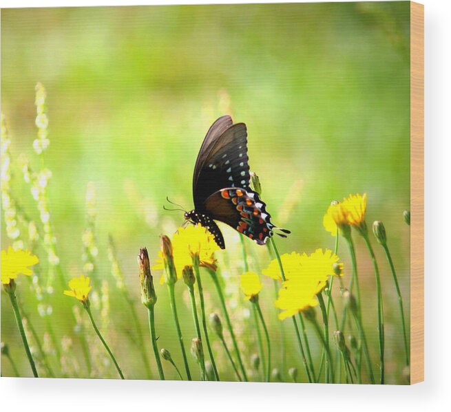 Butterfly Wood Print featuring the photograph IMG_6993-001 - Butterfly by Travis Truelove