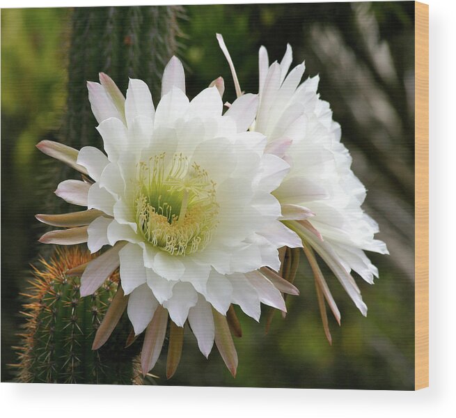 Cactus Wood Print featuring the photograph Cactus Blossoms by Melanie Alexandra Price