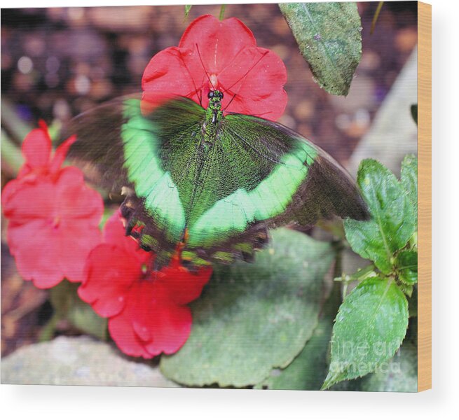 Butterfly Wood Print featuring the photograph In Flight by Smilin Eyes Treasures