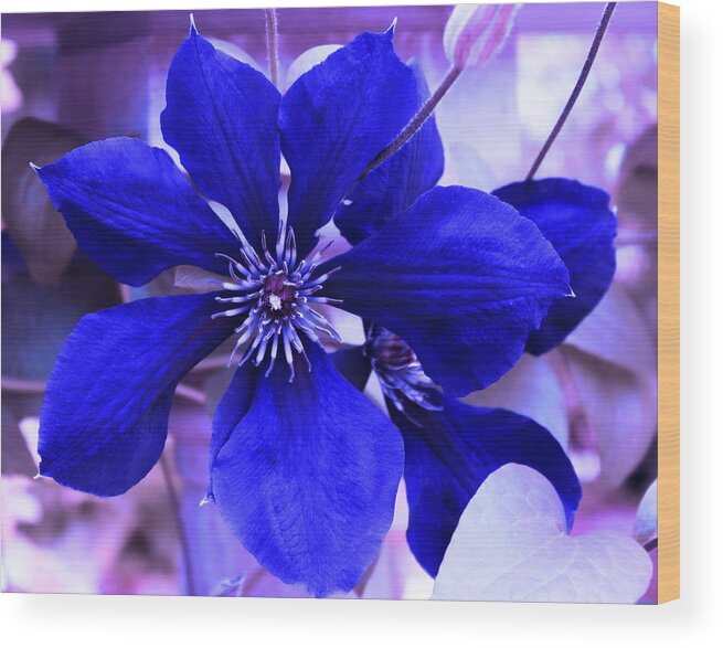  Blue Flower Wood Print featuring the photograph Indigo Flower by Milena Ilieva