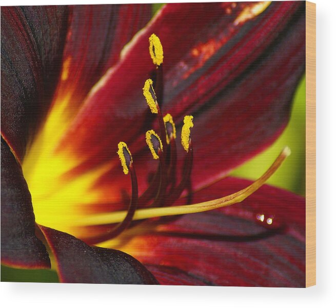 Flowers Wood Print featuring the photograph Inner Glow 2 by Ben Upham III