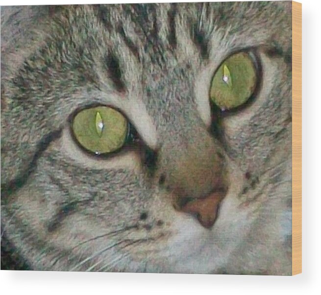 Cute Cat Framed Prints Wood Print featuring the photograph Innocence by D Perry