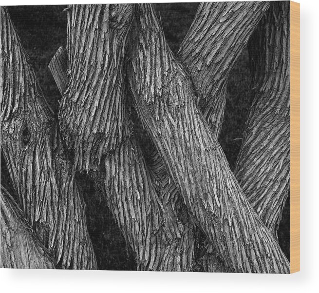 Woodland Wood Print featuring the photograph Intertwined by Dutch Bieber
