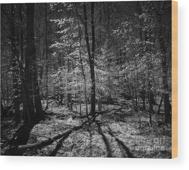 Bnw Wood Print featuring the photograph Into the woods by Izet Kapetanovic