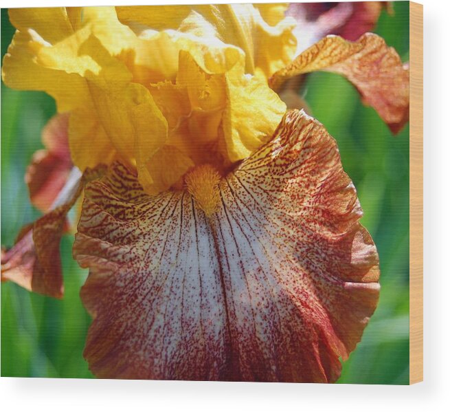 Iris Wood Print featuring the photograph Iris 2 by Amy Fose