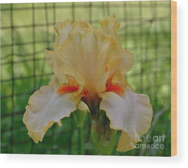 Photo Wood Print featuring the photograph Iris By The Fence by Marsha Heiken