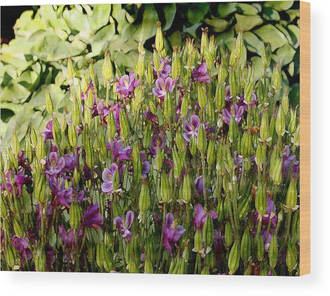 Iris Wood Print featuring the photograph Iris by Rosemary Aubut