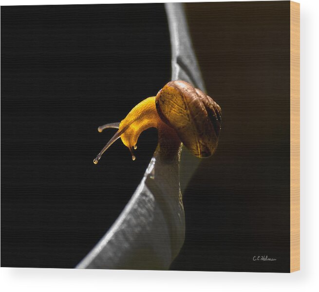 Insect Wood Print featuring the photograph It's Dark Down There by Christopher Holmes