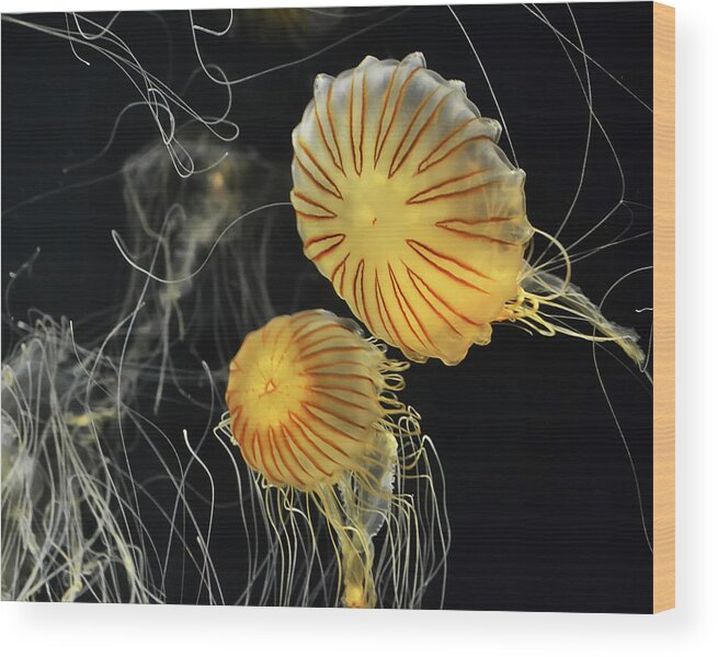 Jelly Wood Print featuring the digital art Jelly Fish in Flight, looks a bit Star Trek ish by Anthony Murphy